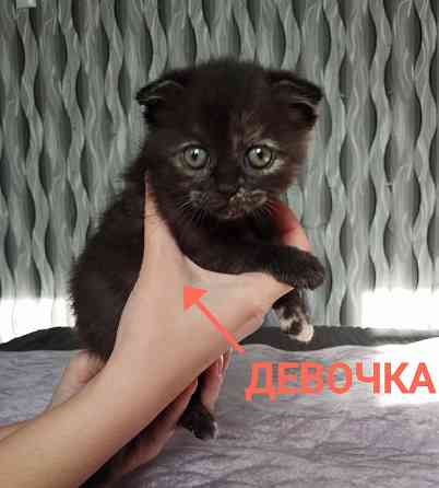 Шотландка Донецк