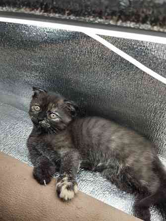 Шотландка Донецк