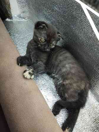 Шотландка Донецк