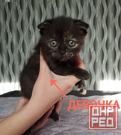 Шотландка Донецк - изображение 1