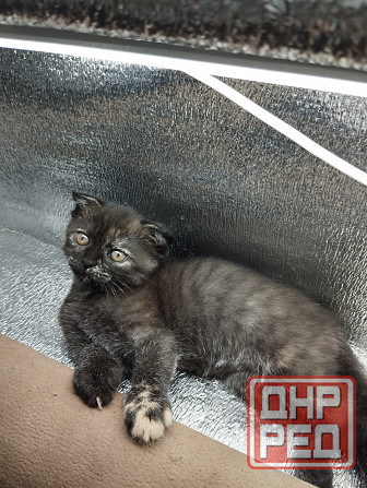 Шотландка Донецк - изображение 3