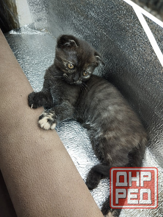 Шотландка Донецк - изображение 2