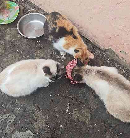 Сиамские котята Донецк