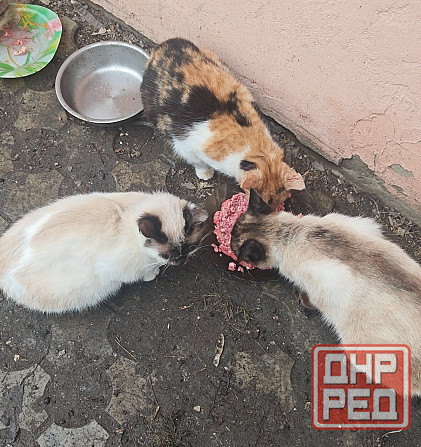 Сиамские котята Донецк - изображение 1