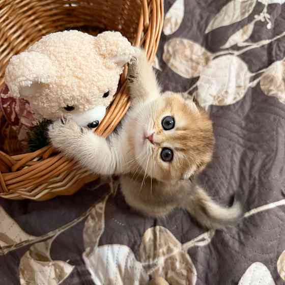 Продается котенок к 8 марта Макеевка