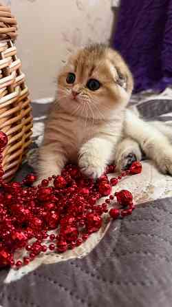 Продается котенок к 8 марта Макеевка