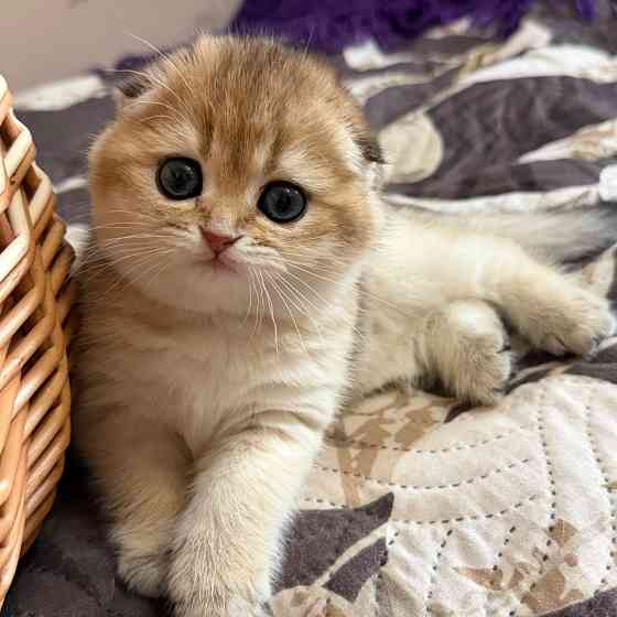 Продается котенок к 8 марта Макеевка