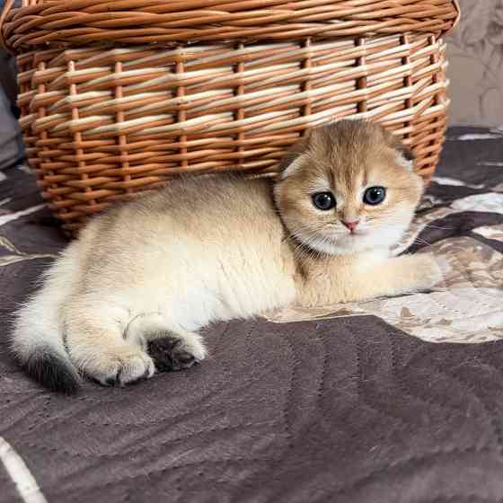 Продается котенок к 8 марта Макеевка