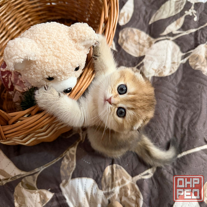 Продается котенок к 8 марта Макеевка - изображение 3