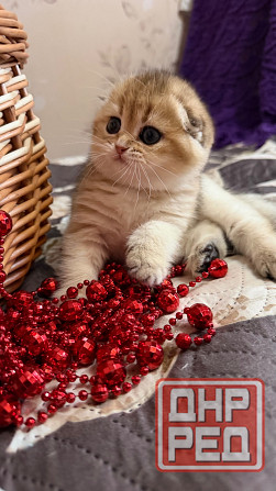 Продается котенок к 8 марта Макеевка - изображение 6