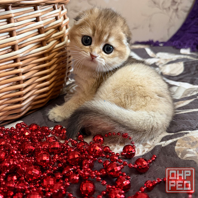 Продается котенок к 8 марта Макеевка - изображение 2