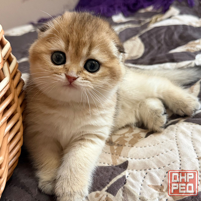 Продается котенок к 8 марта Макеевка - изображение 5