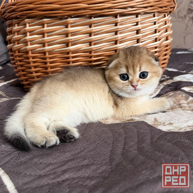 Продается котенок к 8 марта Макеевка - изображение 4