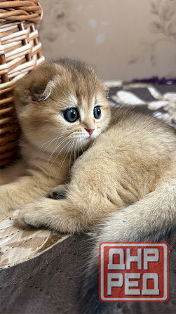 Продается котенок к 8 марта Макеевка - изображение 1