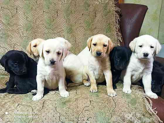 Отдам щенков в хорошие руки Донецк