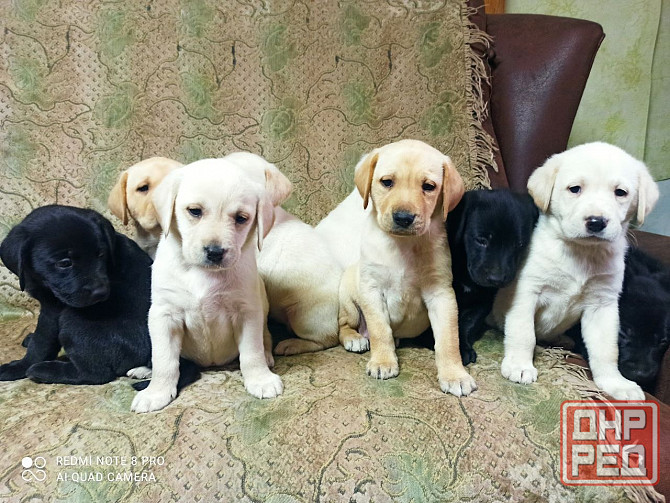 Отдам щенков в хорошие руки Донецк - изображение 1