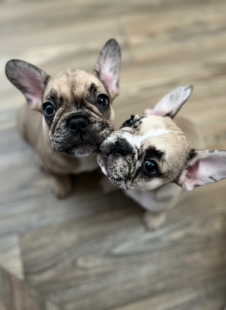 Продам чудесных малышей Донецк