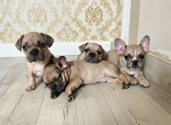 Продам чудесных малышей Донецк