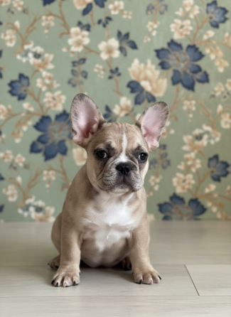 Продам чудесных малышей Донецк