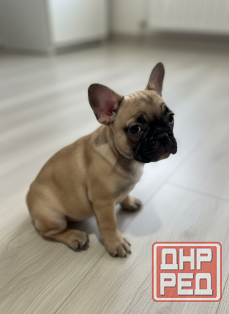 Продам чудесных малышей Донецк - изображение 2