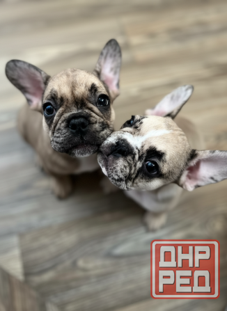 Продам чудесных малышей Донецк - изображение 1