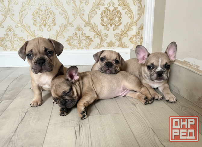 Продам чудесных малышей Донецк - изображение 6