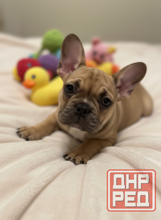 Продам чудесных малышей Донецк - изображение 7