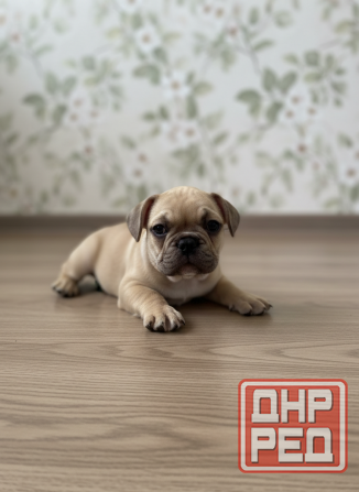 Продам чудесных малышей Донецк - изображение 8