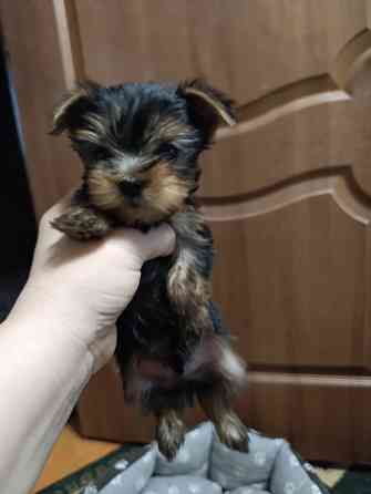 Продам щенков йорка Донецк