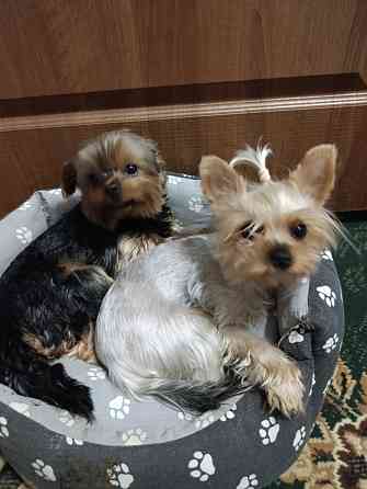 Продам щенков йорка Донецк