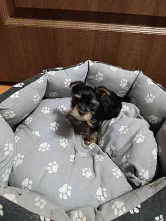 Продам щенков йорка Донецк