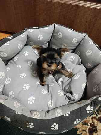 Продам щенков йорка Донецк