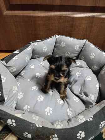 Продам щенков йорка Донецк