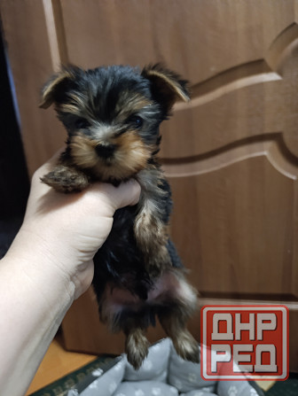 Продам щенков йорка Донецк - изображение 1