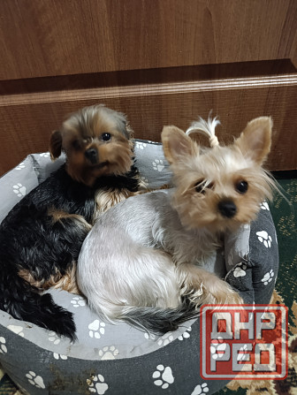 Продам щенков йорка Донецк - изображение 5