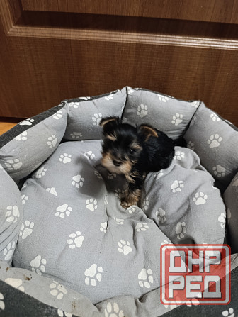 Продам щенков йорка Донецк - изображение 4