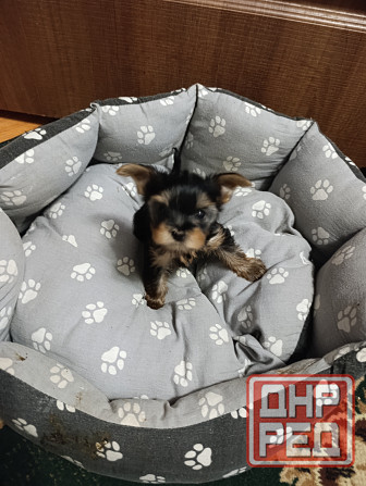 Продам щенков йорка Донецк - изображение 3