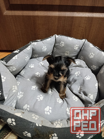 Продам щенков йорка Донецк - изображение 2