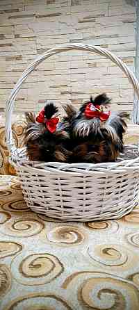 продам щенка йорка Донецк