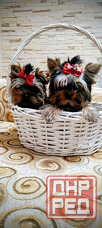 продам щенка йорка Донецк - изображение 2
