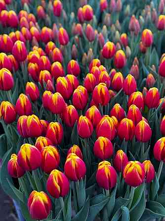 Тюльпан в розницу Донецк