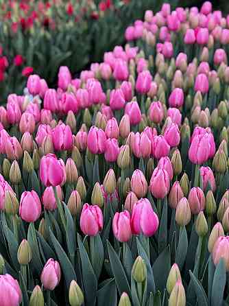 Тюльпан в розницу Донецк