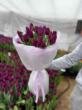 Тюльпан в розницу Донецк