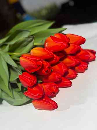 Тюльпан в розницу Донецк