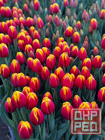Тюльпан в розницу Донецк - изображение 3