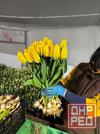 Тюльпан в розницу Донецк - изображение 2