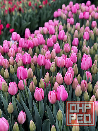 Тюльпан в розницу Донецк - изображение 5