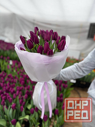 Тюльпан в розницу Донецк - изображение 4