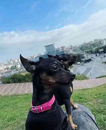 Щенки породы тойтерьера Макеевка