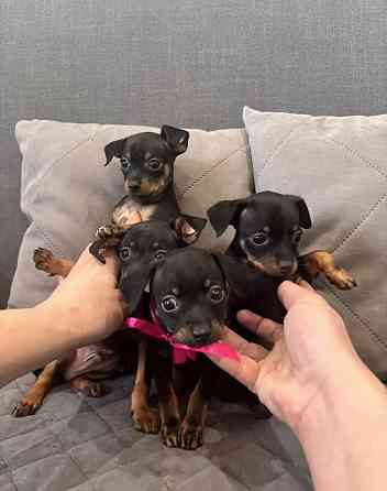 Щенки породы тойтерьера Макеевка